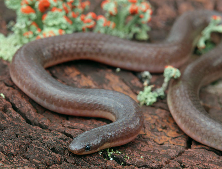 Worm Snake